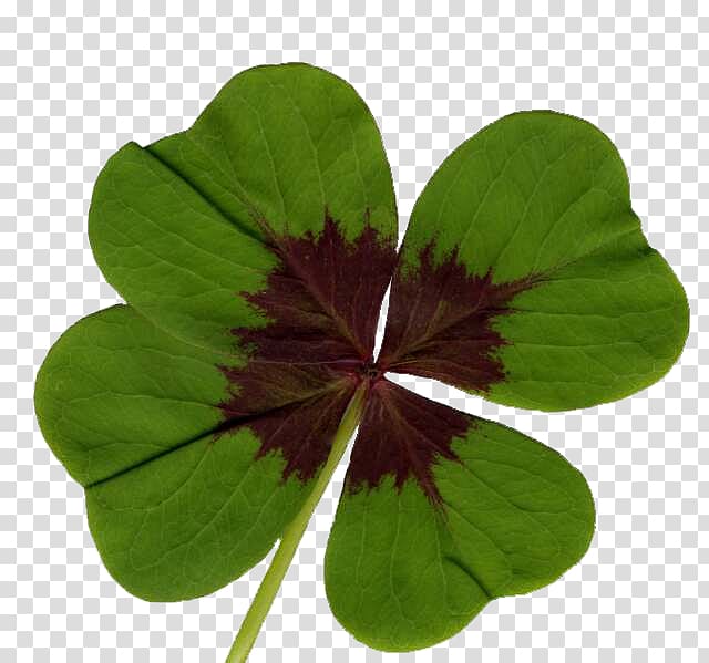 Oxalis tetraphylla Four-leaf clover Symbol Oxalis triangularis, Clover transparent background PNG clipart