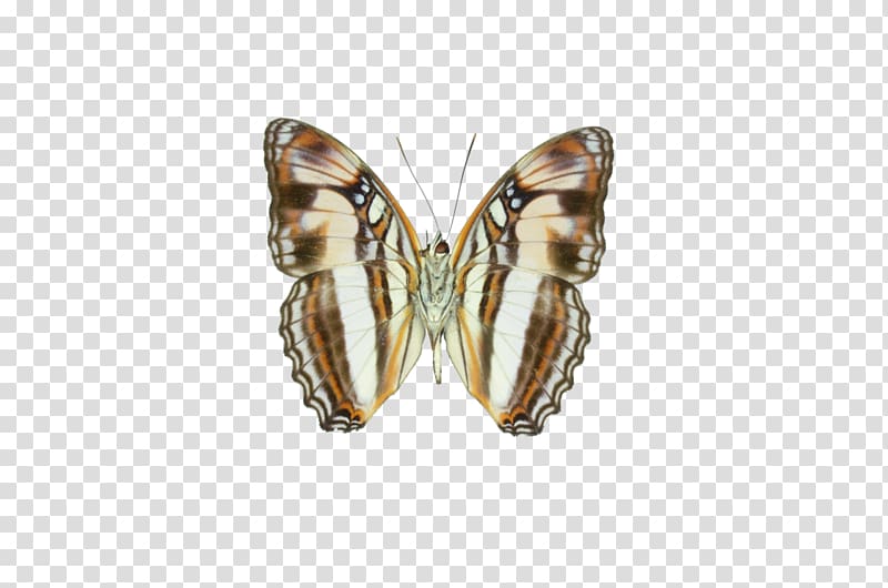 Butterfly Adelpha melona Insect Limenitidinae, v transparent background PNG clipart