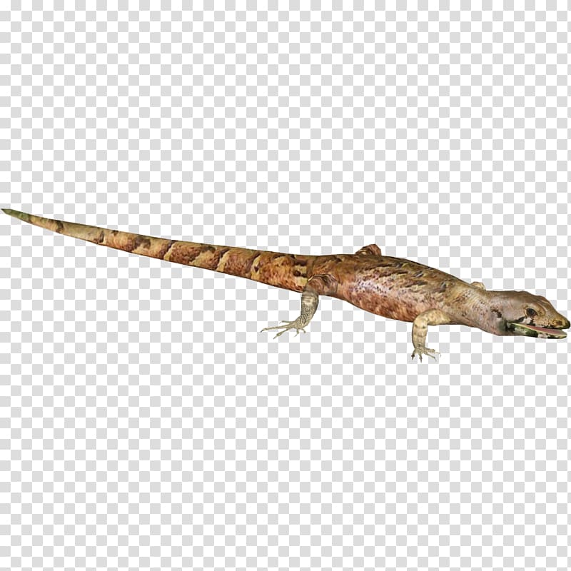 Agama Gecko Terrestrial animal Tail, others transparent background PNG clipart
