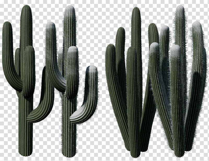 Cactaceae Normal mapping Texture mapping, watercolor cactus transparent background PNG clipart