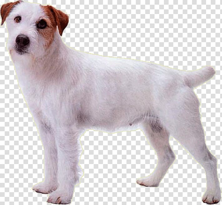 Jack Russell Terrier Parson Russell Terrier Dog breed Rare breed (dog) Puppy, puppy transparent background PNG clipart