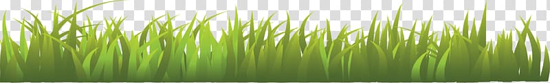 Herbaceous plant Scape, grass , green grass transparent background PNG clipart