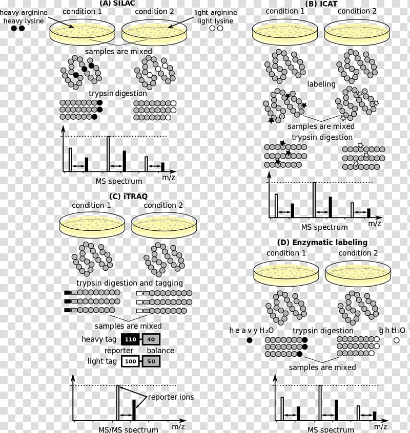 Computational Systems Biology of Cancer Quantitative proteomics Protein mass spectrometry, sprung mass transparent background PNG clipart