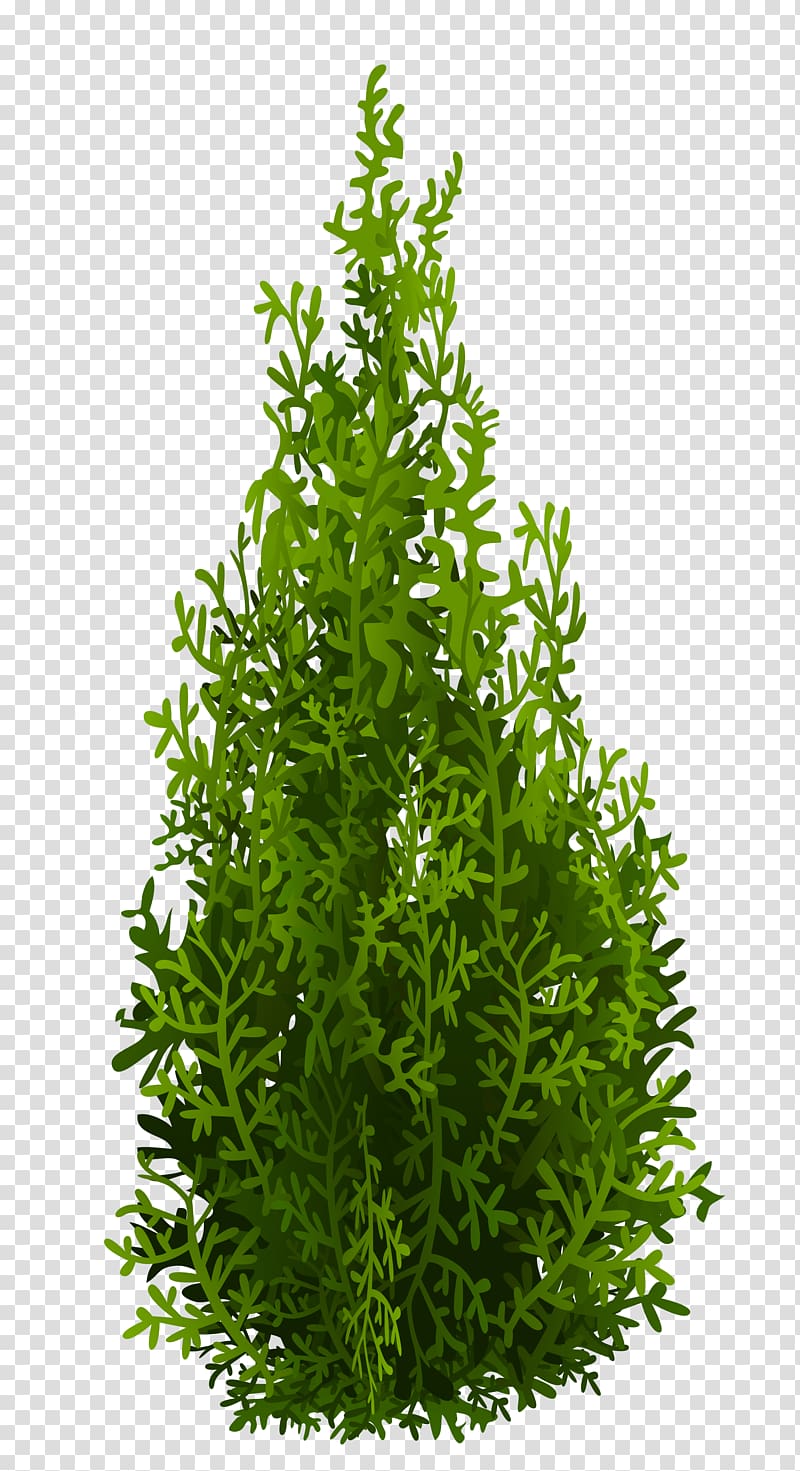 green plant, Tree Leaf Evergreen Shrub Herb, Cypress transparent background PNG clipart