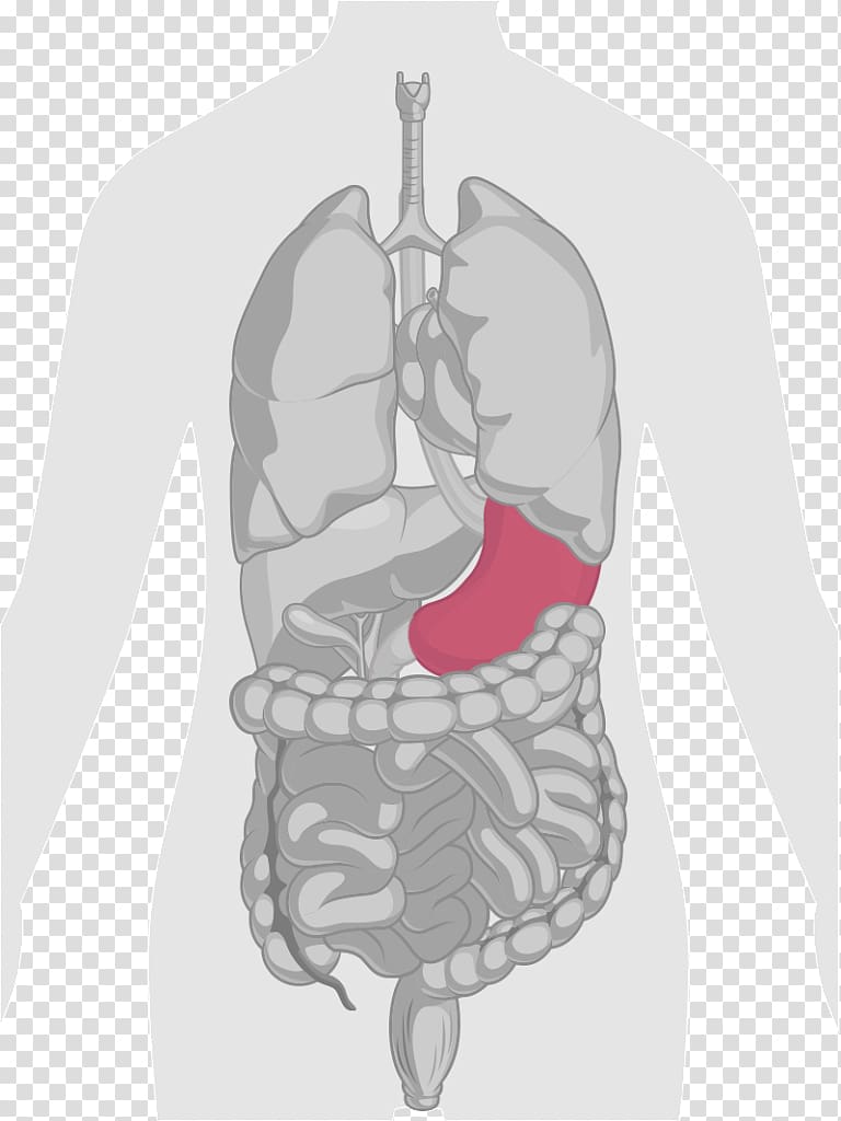Human body Liver Gastrointestinal tract Anatomy , others transparent background PNG clipart