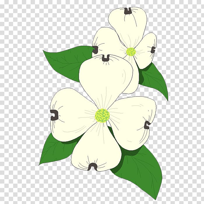 Flowering dogwood Bract , Lotus transparent background PNG clipart