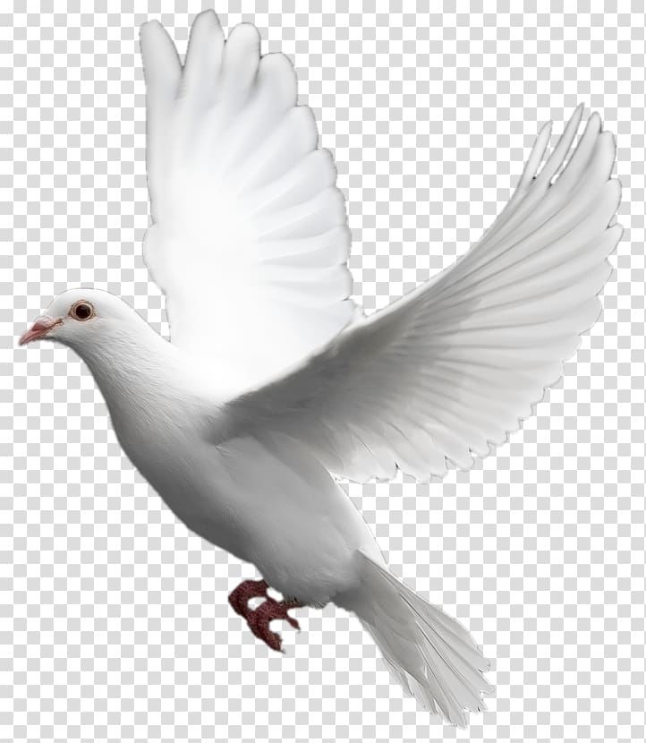 white dove, Domestic pigeon Columbidae Bird, White flying pigeon transparent background PNG clipart