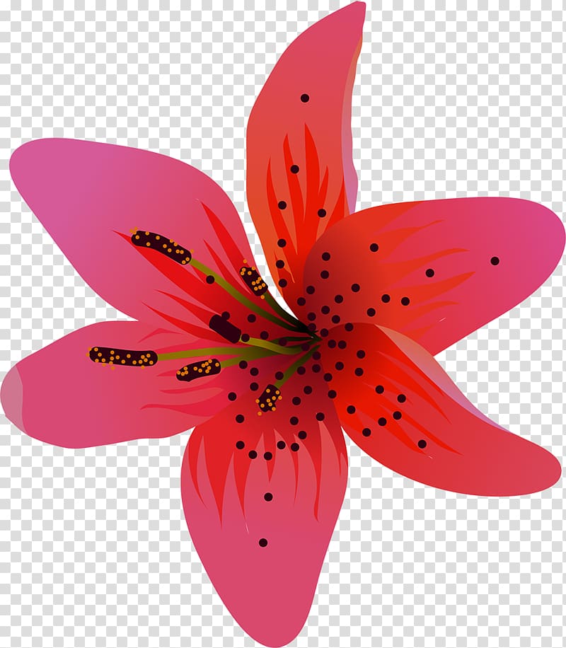 Flower Lilium Liliaceae Petal Plant, lilly transparent background PNG clipart