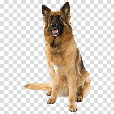 Old German Shepherd Dog Shiloh Shepherd dog Puppy, puppy transparent background PNG clipart