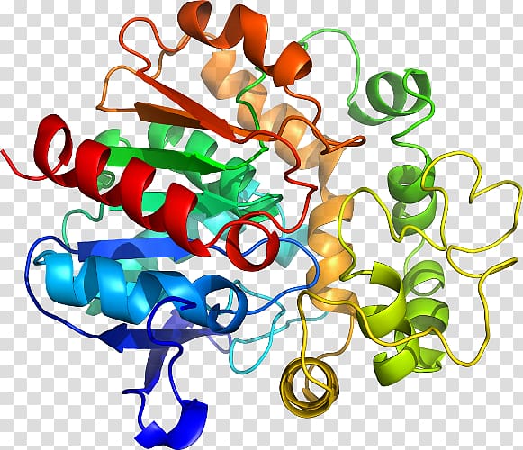SPINT1 Chemical reaction Protein Enzyme Chemistry, others transparent background PNG clipart