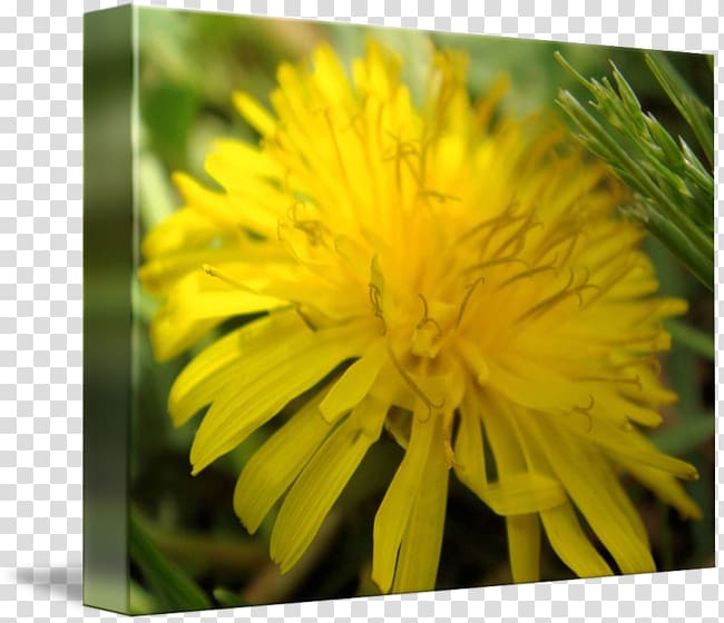 Dandelion Flatweed Sow thistles Close-up Wildflower, dandelion transparent background PNG clipart