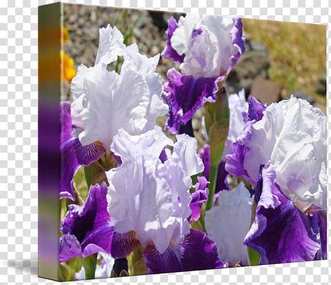 Irises Bellflower Violet Lavender, violet transparent background PNG clipart
