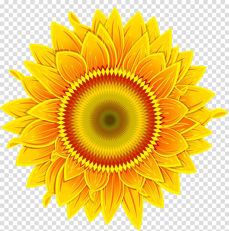 Common sunflower, Golden sunflowers transparent background PNG clipart