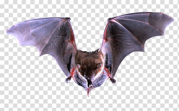 black and brown bat, Bat transparent background PNG clipart