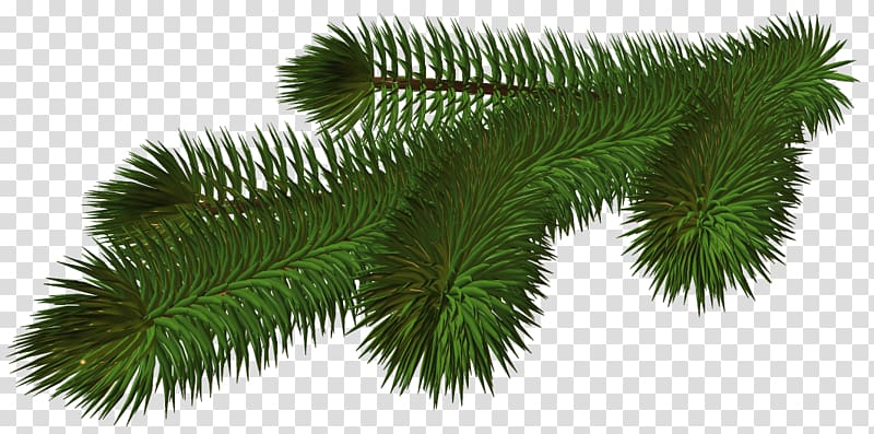 Branch Christmas tree , pine cone transparent background PNG clipart