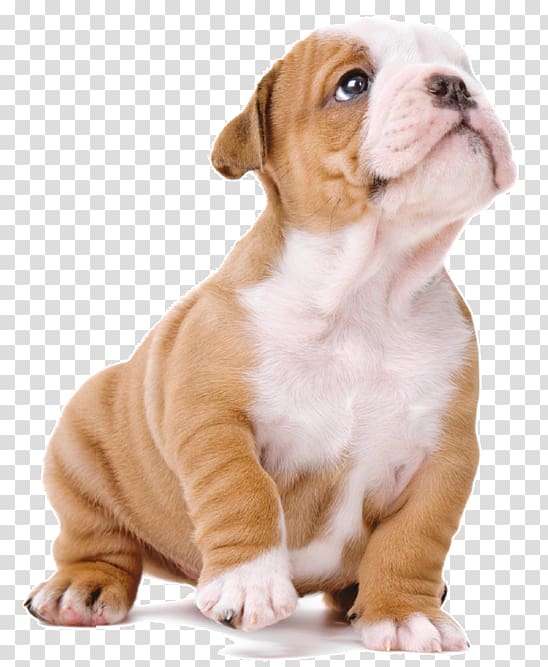 Old English Bulldog Olde English Bulldogge Toy Bulldog Valley Bulldog Puppy, cao cao transparent background PNG clipart