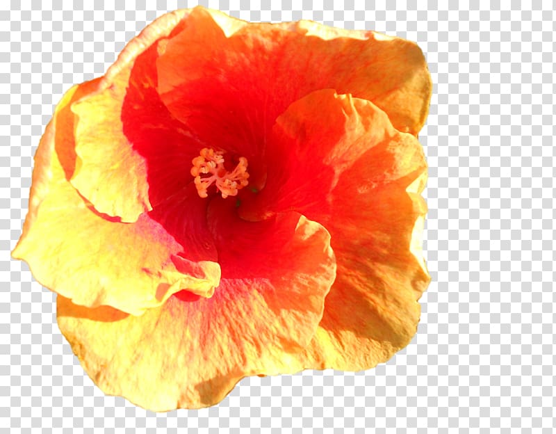 Mallows Hibiscus Flowering plant Petal, Durga Maa transparent background PNG clipart