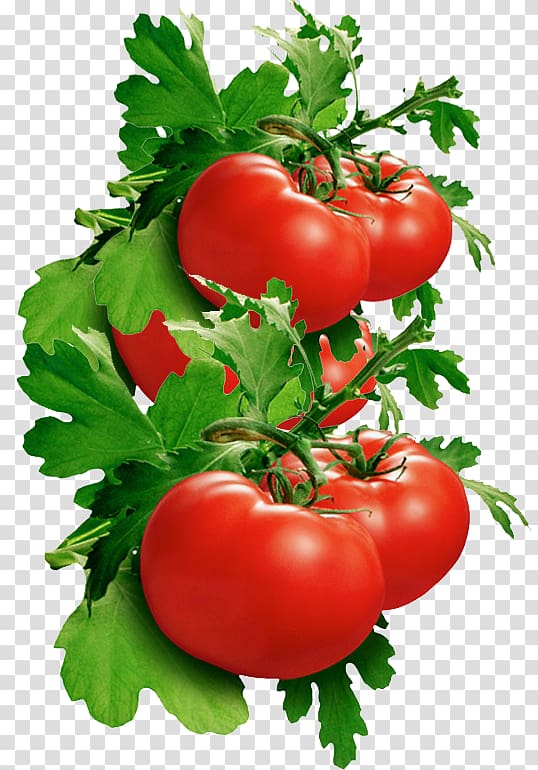 Italian tomato pie Bush tomato , tomato transparent background PNG clipart