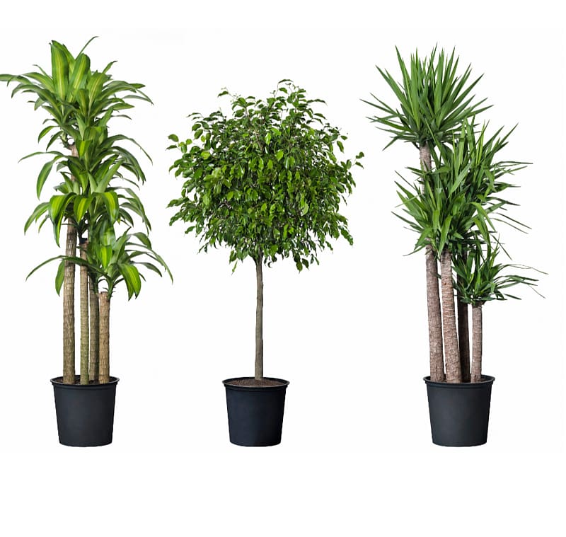 three green leafed plants in black pots, Flowerpot Houseplant Garden Rock, pot leaf transparent background PNG clipart