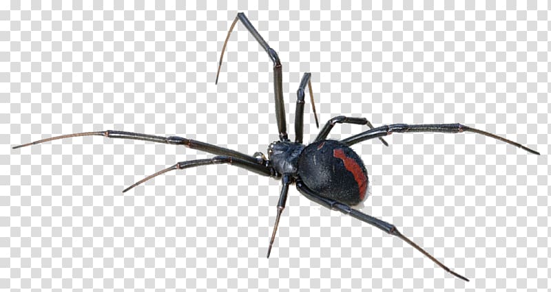 black widow spider, Australia Redback spider Spider bite Venom, Black Widow Spider Background transparent background PNG clipart