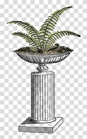 Fern Plant Flowerpot , fern transparent background PNG clipart thumbnail