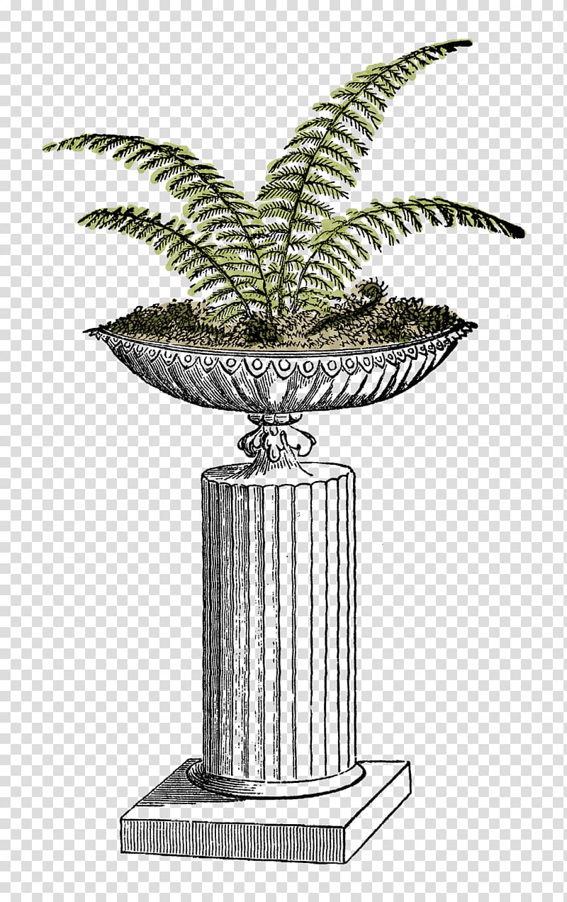 Fern Plant Flowerpot , fern transparent background PNG clipart