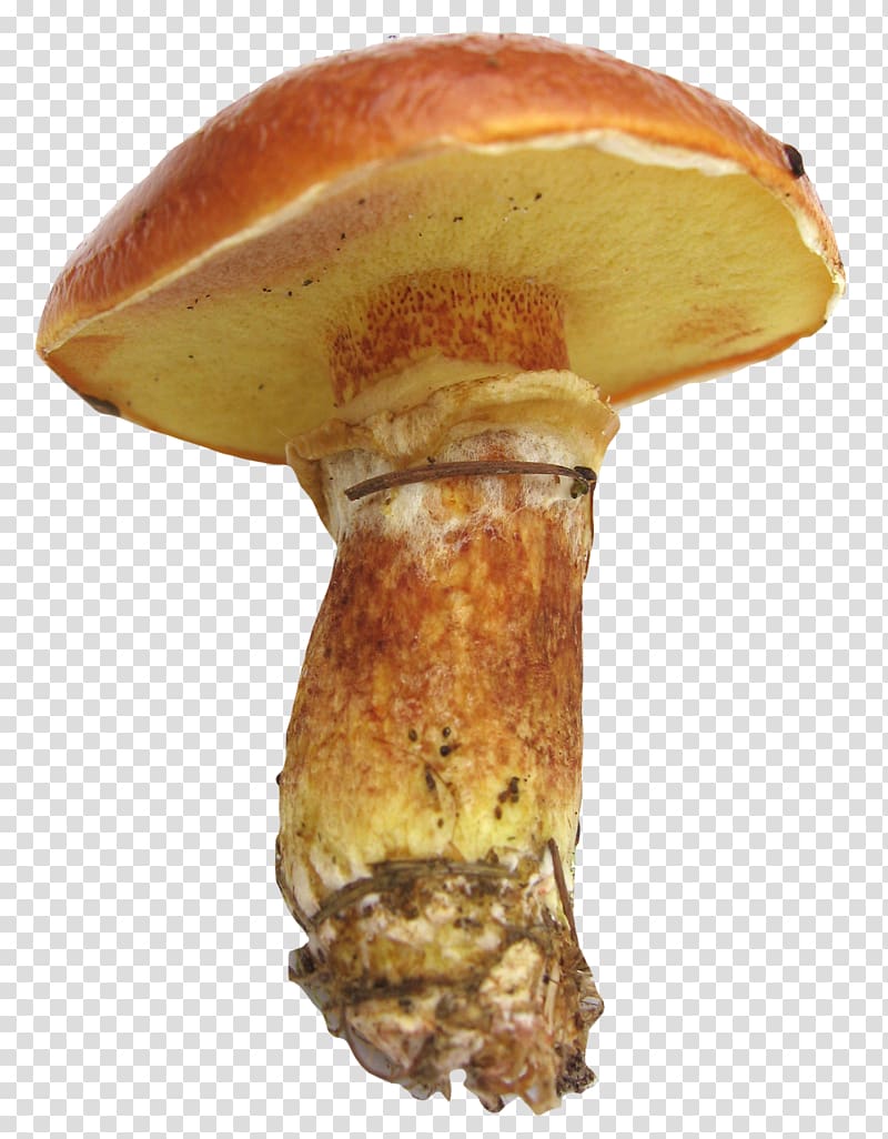 Edible mushroom Icon, Mushroom transparent background PNG clipart
