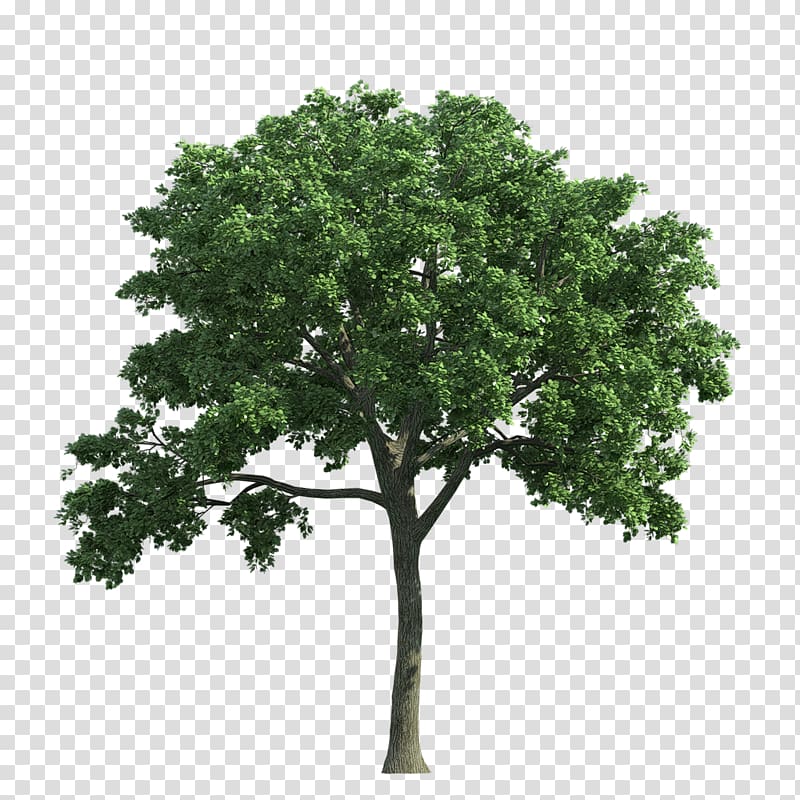 Tree Ulmus americana Oak, tree transparent background PNG clipart