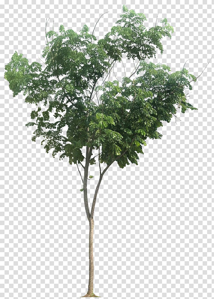 Raintree Albizia chinensis Tropical Africa Tamarind, eucalyptus transparent background PNG clipart