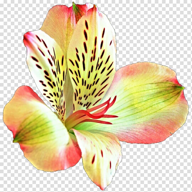 Lily of the Incas Flower Desktop Lilium, flower transparent background PNG clipart