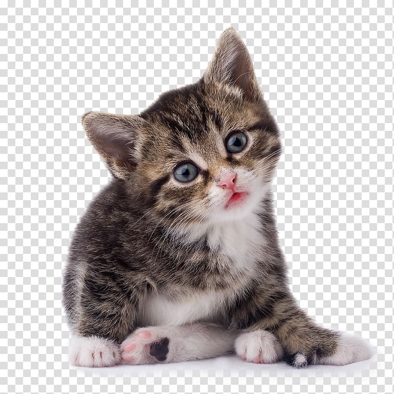 Kitten Tonkinese cat Portable Network Graphics Psd, kitten transparent background PNG clipart