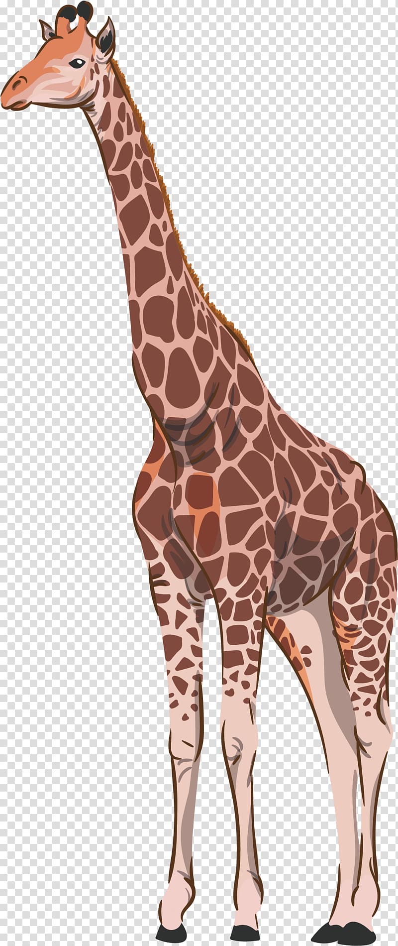 Northern giraffe Common ostrich Animal, Brown giraffe transparent background PNG clipart