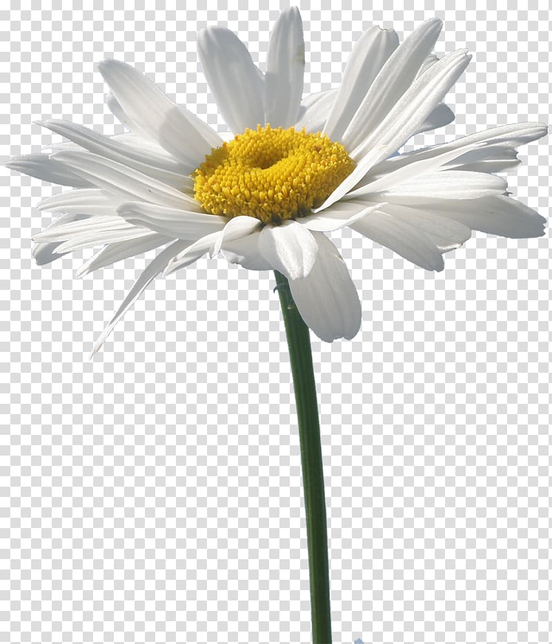 Flower Oxeye daisy German chamomile, flower transparent background PNG clipart