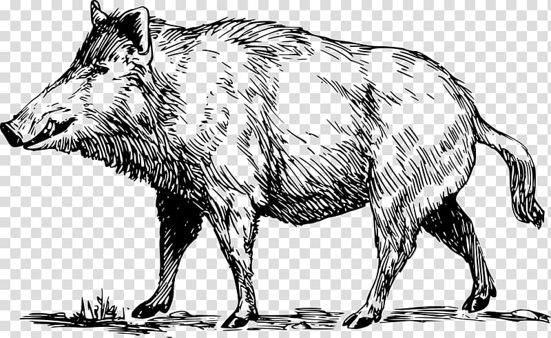 Wild boar Common warthog , boar transparent background PNG clipart