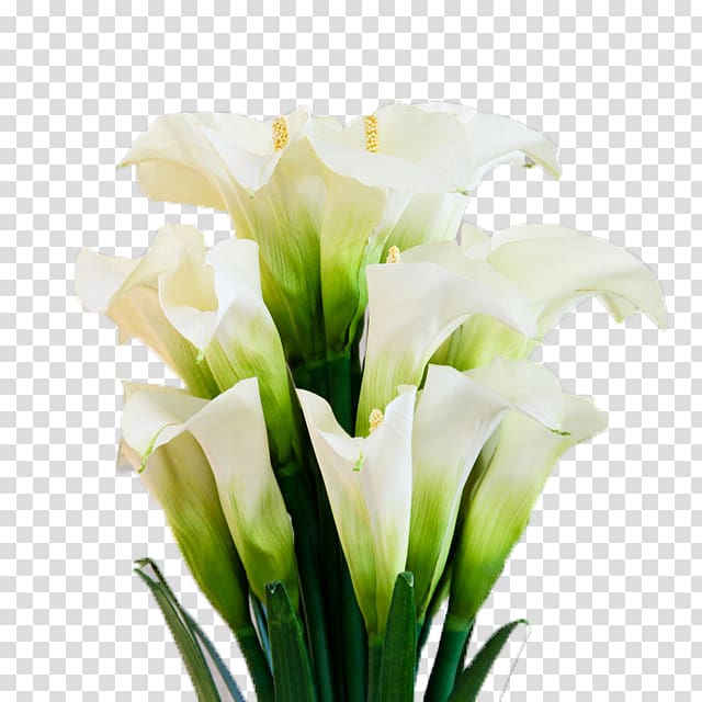 Arum-lily Flower Floristry, A bunch of open up the calla lily transparent background PNG clipart