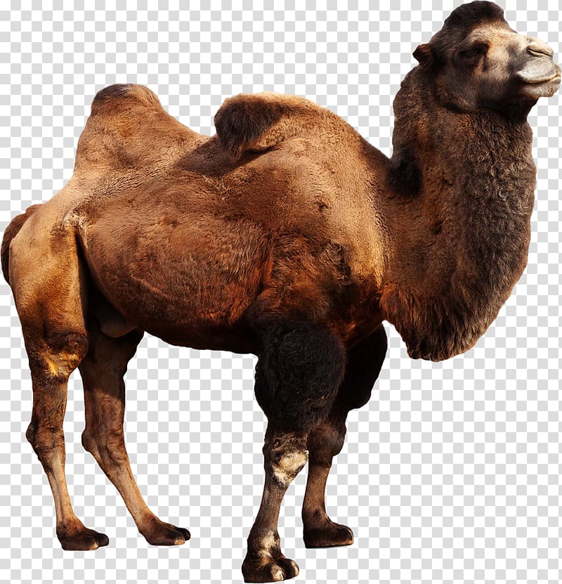 Wild Bactrian camel Dromedary Camelops, camel transparent background PNG clipart