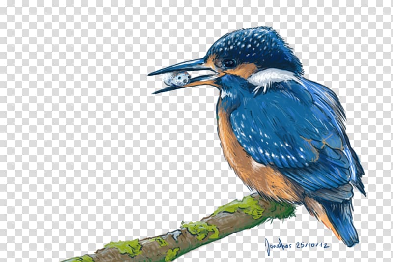 October 25, kingfisher transparent background PNG clipart