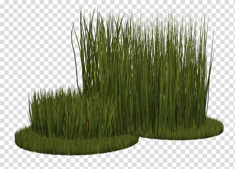 Ryegrass Herbaceous plant Grasses, grass transparent background PNG clipart