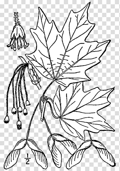 Sugar maple Maple leaf Coloring book Silver maple Tree, tree transparent background PNG clipart