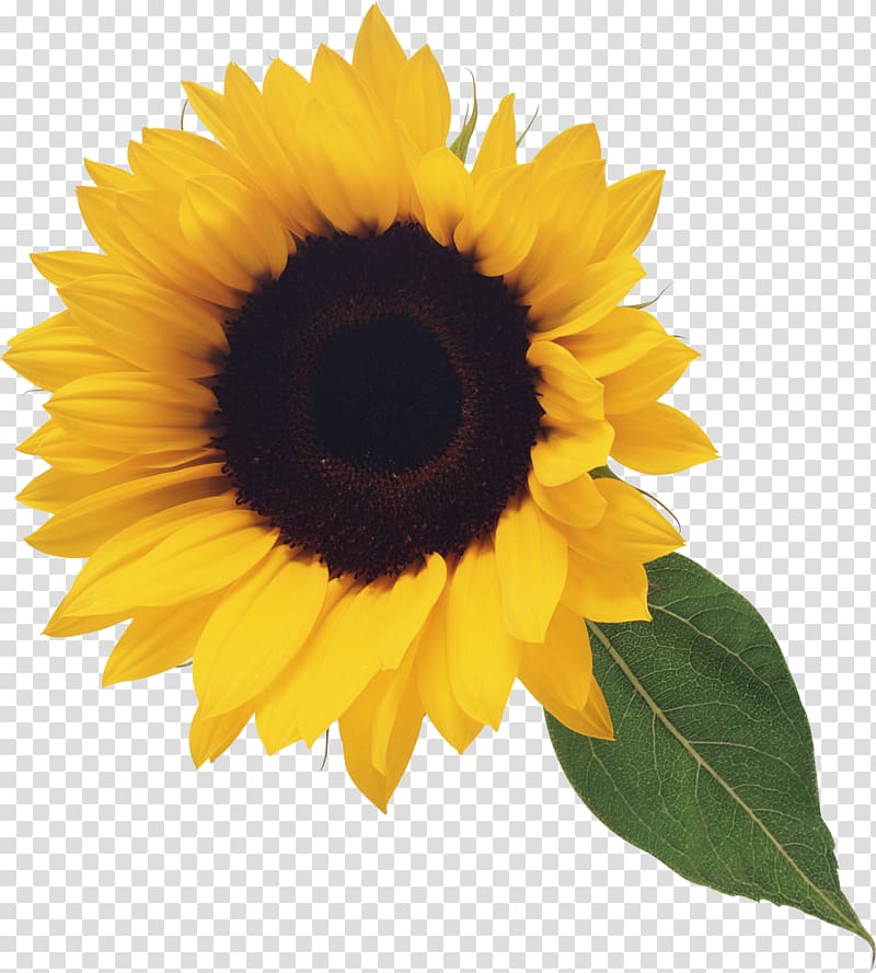 yellow sunflower illustration, Common sunflower Blog , Sunflower transparent background PNG clipart