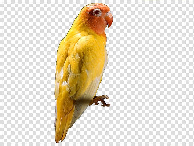 Budgerigar Red-headed lovebird Parrot, Small parrot transparent background PNG clipart