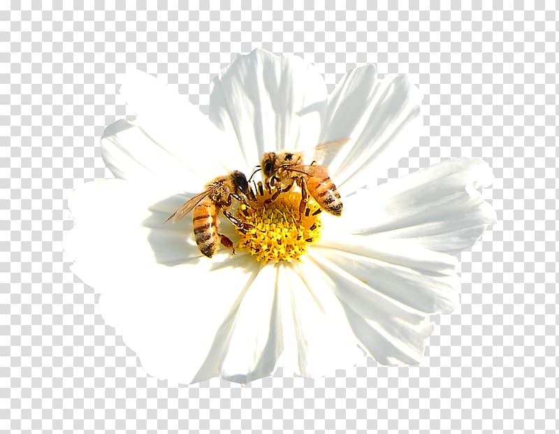 Light Bee Nectar Visible spectrum, White flowers with bees transparent background PNG clipart