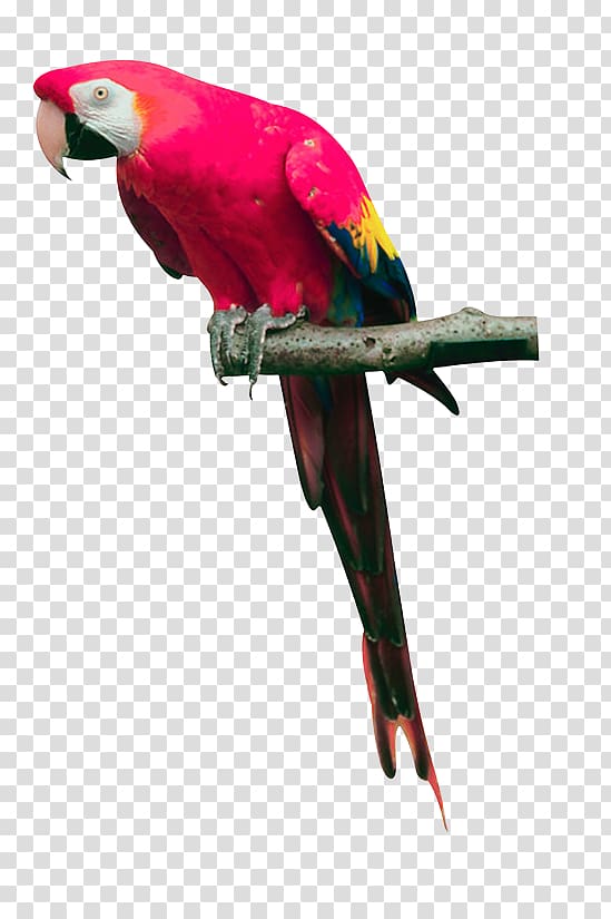 Bird True parrot Cockatoo, Pink parrot s, free transparent background PNG clipart