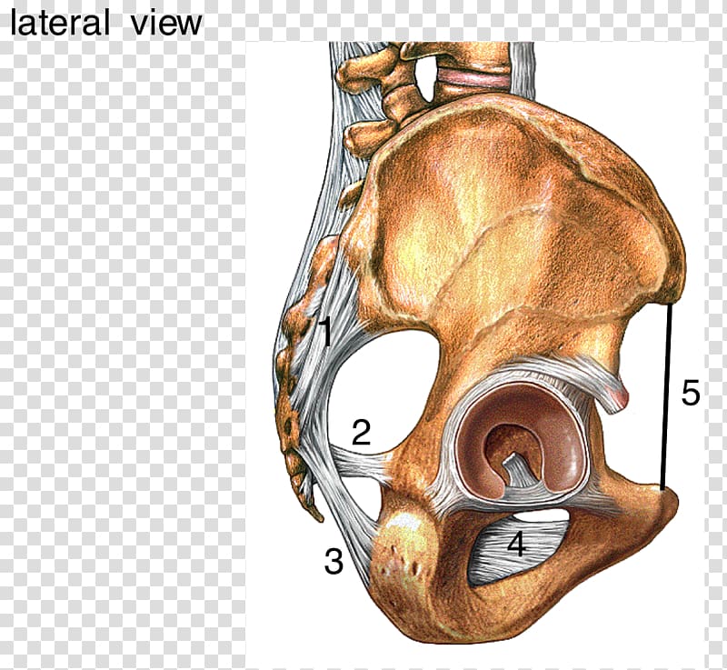 Radiate ligament of head of rib Sacrum Human skeleton, ligament transparent background PNG clipart