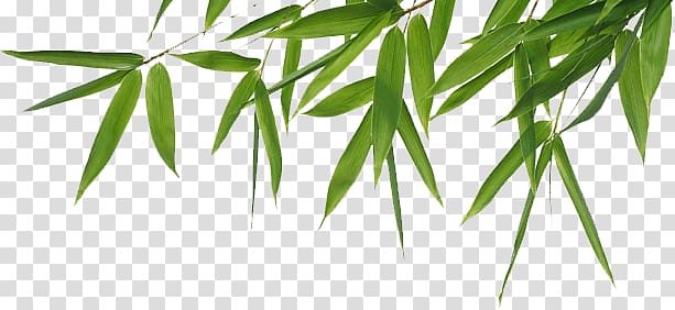 green bamboo leaf, Bamboo Header transparent background PNG clipart