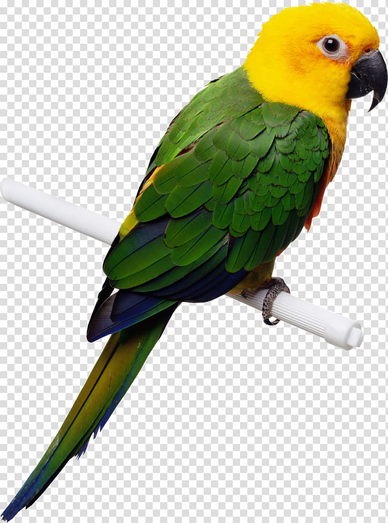 Parrot Cockatiel Budgerigar Bird Domestic canary, parrot transparent background PNG clipart