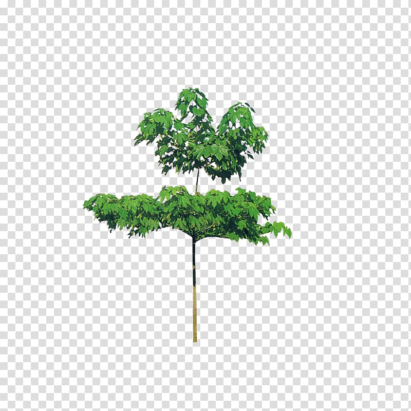 Branch Tree Oil, Guangdong tung oil transparent background PNG clipart