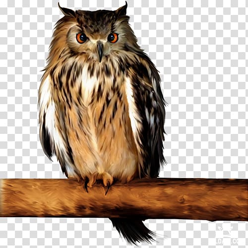 Little Owl Barn owl Tawny owl , owl transparent background PNG clipart