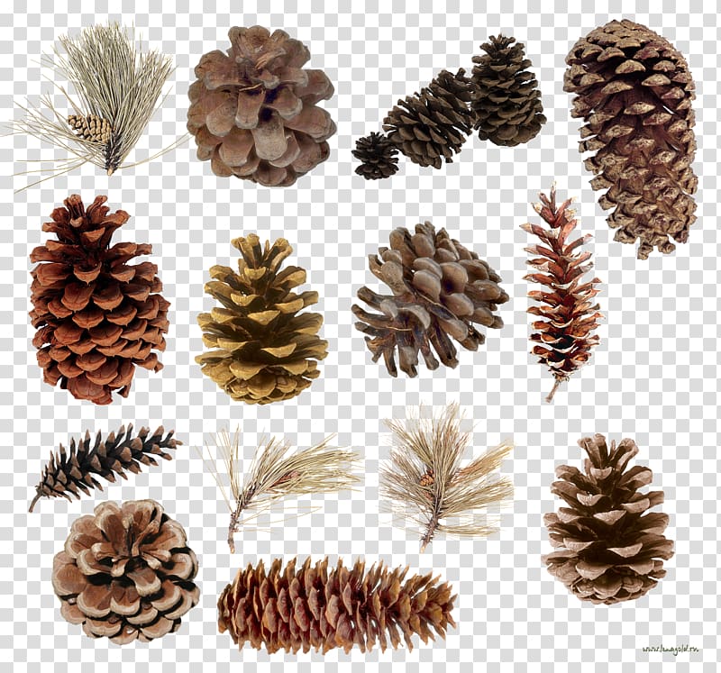 Pine Spruce Conifer cone Conifers Tree, pine cone transparent background PNG clipart