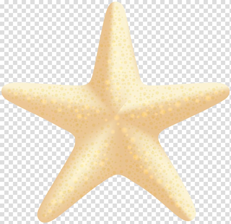 Starfish Echinoderm, nature sea animals sea star transparent background PNG clipart